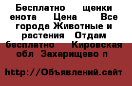 Бесплатно !!! щенки енота!! › Цена ­ 1 - Все города Животные и растения » Отдам бесплатно   . Кировская обл.,Захарищево п.